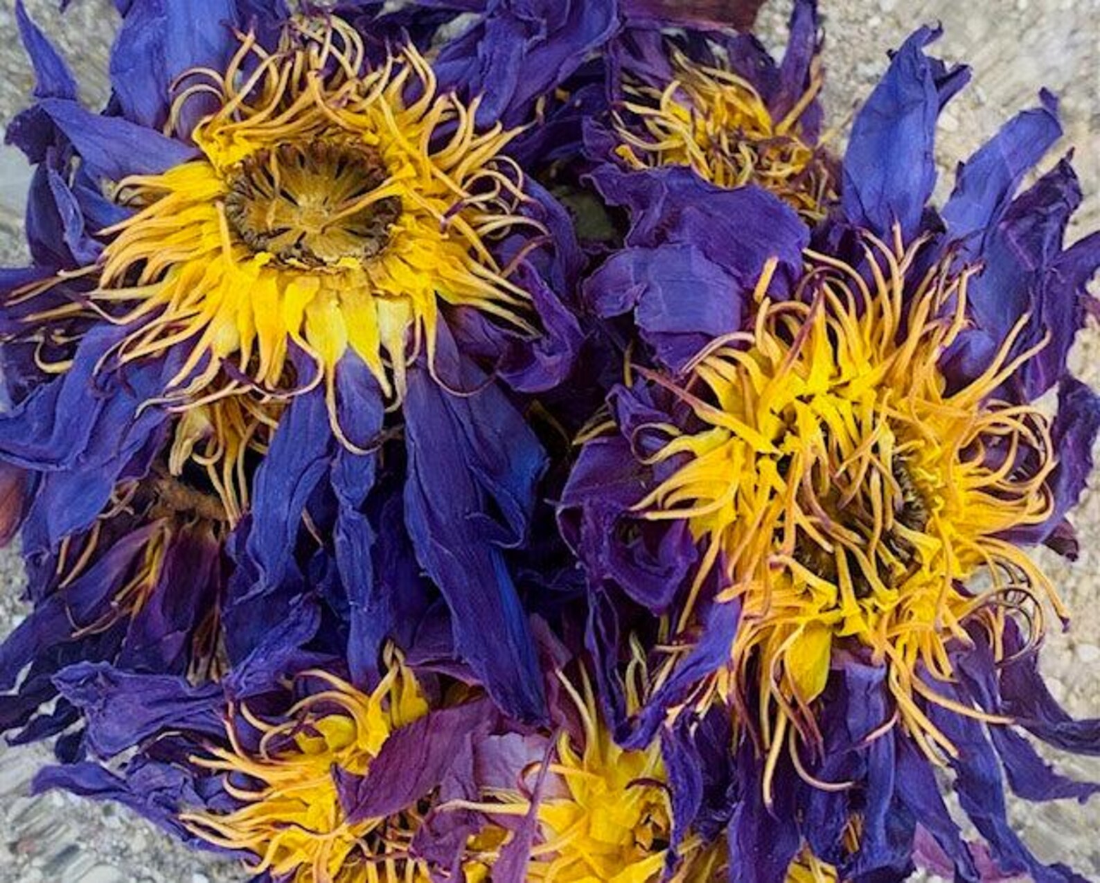 Blue Lotus Flower 1 oz *SPECIAL PRICE* - Image 3