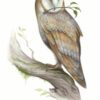 The Compendium of Witches Oracle Deck - Image 4